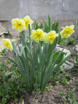 Re: Наши цветы - IMG_4788.JPG