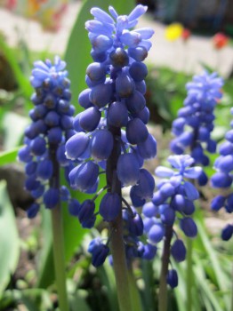 Re: Наши цветы - IMG_4851.JPG