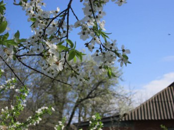 Re: Наши цветы - IMG_4863.JPG