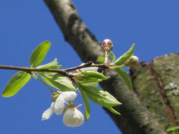 Re: Наши цветы - IMG_4864.JPG