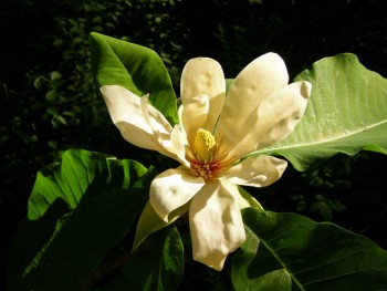 Красивоцветущие кустарники и деревья. Как называются? - ena_6143.jpg