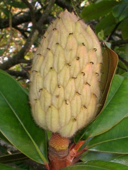 Красивоцветущие кустарники и деревья. Как называются? - post-17068-1282844328.jpg