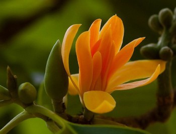 Красивоцветущие кустарники и деревья. Как называются? - 1Pp5UwyN8ps.jpg