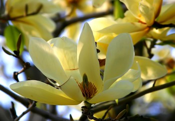 Красивоцветущие кустарники и деревья. Как называются? - 7645.jpg