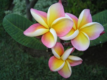 Красивоцветущие кустарники и деревья. Как называются? - 0a222b08f911eaf74b88e789a1d42006.jpg