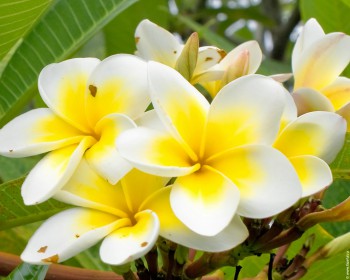 Красивоцветущие кустарники и деревья. Как называются? - 11.jpg