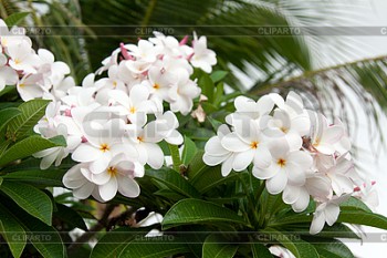 Красивоцветущие кустарники и деревья. Как называются? - 3060245-racemes-to-magnolias.jpg