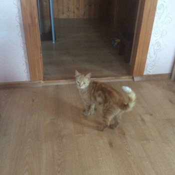 Любимая кошатинка  - image.jpg