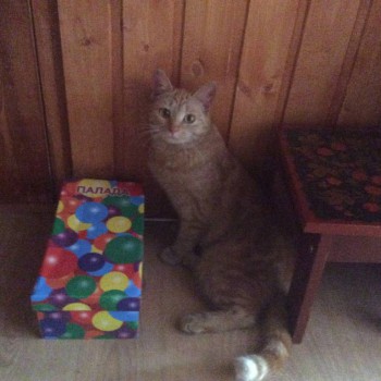 Любимая кошатинка  - image.jpg