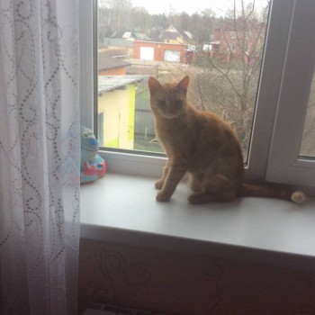 Любимая кошатинка  - image.jpg