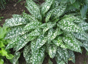 Дикорастущие съедобные растения - 1344809867_medunica-3.jpg