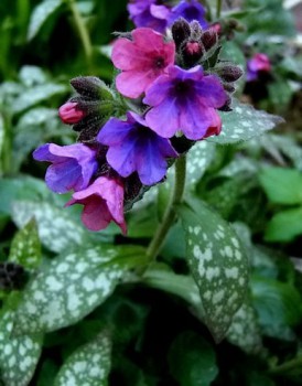 Дикорастущие съедобные растения - medunica-foto-i-opisanie-306.jpg