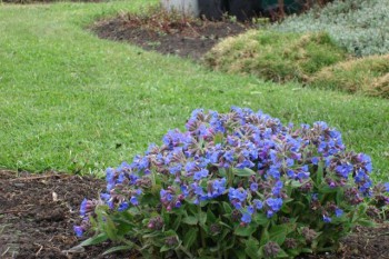 Дикорастущие съедобные растения - 17295.jpg