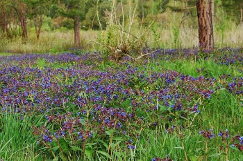 Дикорастущие съедобные растения - 150909143524.jpeg