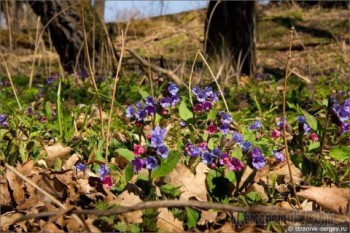 Дикорастущие съедобные растения - big.jpg