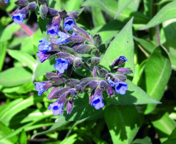 Дикорастущие съедобные растения - 86_big.jpg