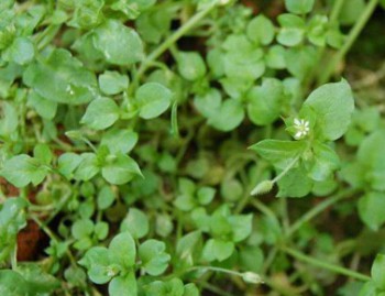 Дикорастущие съедобные растения - мокрица.jpg