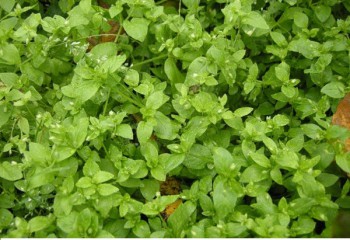 Дикорастущие съедобные растения - мокрица 3.jpg