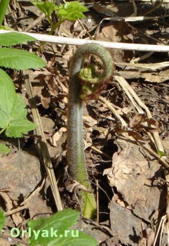 Дикорастущие съедобные растения - ОРЛЯК 2.jpg