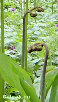 Дикорастущие съедобные растения - ОРЛЯК 4. jpg.jpg