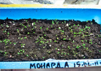 Пряные травы на подоконнике и на участке. Многолетние и однолетние. - Monarda_01.jpg