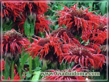 Пряные травы на подоконнике и на участке. Многолетние и однолетние. - Монарда точечная.jpg