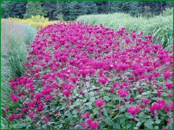 Пряные травы на подоконнике и на участке. Многолетние и однолетние. - Монарда в ландшафтном дизайне.jpg