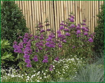 Пряные травы на подоконнике и на участке. Многолетние и однолетние. - Посадка монарды в саду.jpg