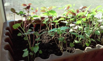 Пряные травы на подоконнике и на участке. Многолетние и однолетние. - 20160331_104121.jpg