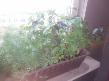 Пряные травы на подоконнике и на участке. Многолетние и однолетние. - image-7af34ce3866737f89e65604d382d64c45e3839222fa1038dab4eec5aaef65c17-V.jpg