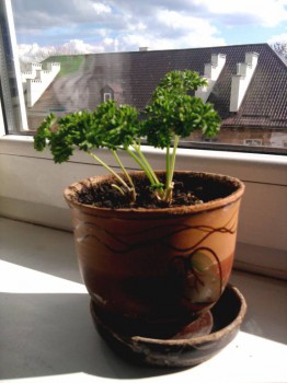 Пряные травы на подоконнике и на участке. Многолетние и однолетние. - Фото0546.jpg