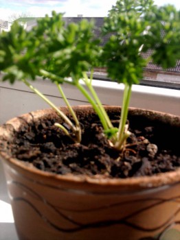 специально близко сняла, чтобы было видно былки уже отрезанных листьев - они просто подсыхают и отваливаются, а из корня, тем временем, новые растут.