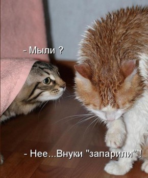 Любимая кошатинка  - 240EB6LGbGU.jpg