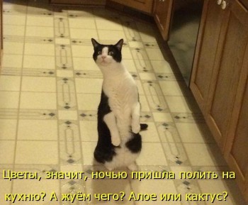 Любимая кошатинка  - Mo2obFolcyQ.jpg