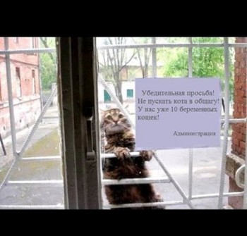 Любимая кошатинка  - tLS19My_Awk.jpg