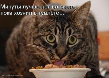 Любимая кошатинка  - y8DXk65Z4qI.jpg