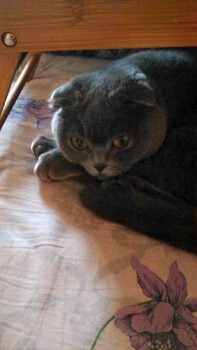 Любимая кошатинка  - image.jpg