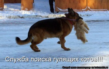 Любимая кошатинка  - DeA9qgNdD7M.jpg