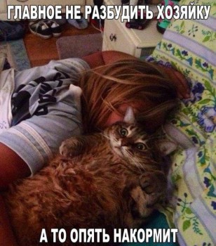 Любимая кошатинка  - коте.jpg