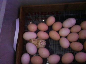 Приусадебное птицеводство. - IMG_20160513_102241-1.jpg