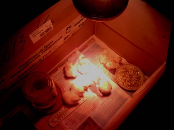 Приусадебное птицеводство. - IMG_20160513_153612-1.jpg