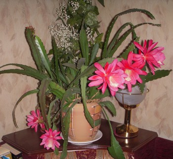 Наши цветы 2 - DSCN2772.jpg