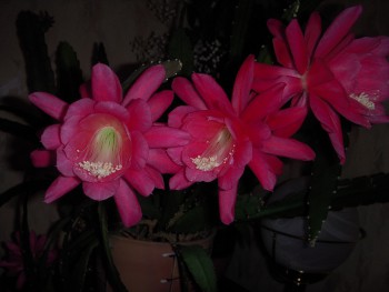 Наши цветы 2 - DSCN2775.jpg