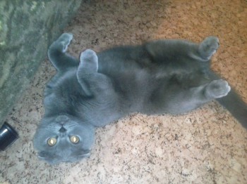 Любимая кошатинка  - CAM02535.jpg