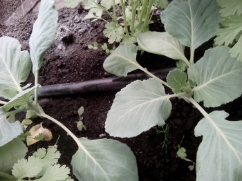 Наша тепличка или капельный полив. - IMG_20160522_151736.jpg