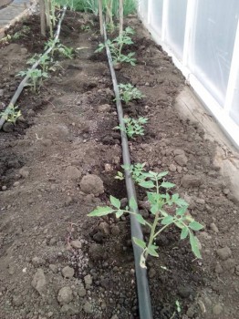 Наша тепличка или капельный полив. - IMG_20160522_151913.jpg