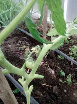 Наша тепличка или капельный полив. - IMG_20160522_151927.jpg