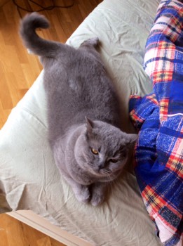 Нет, королевна!