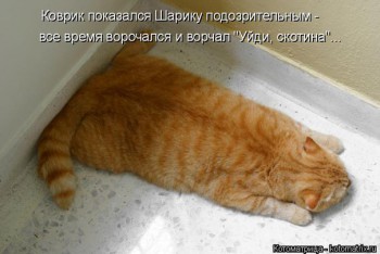 Любимая кошатинка  - A9q-qOSA0GU.jpg