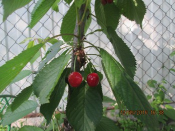 Наша дача - IMG_3037.JPG